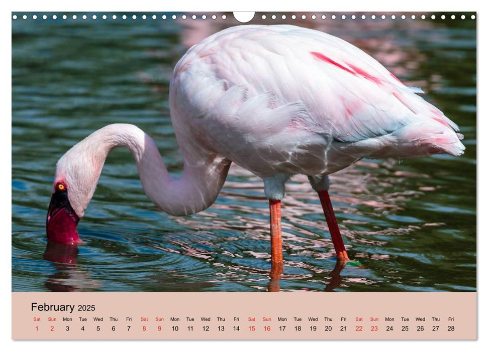 Just Flamingos (CALVENDO Monthly Calendar 2025)