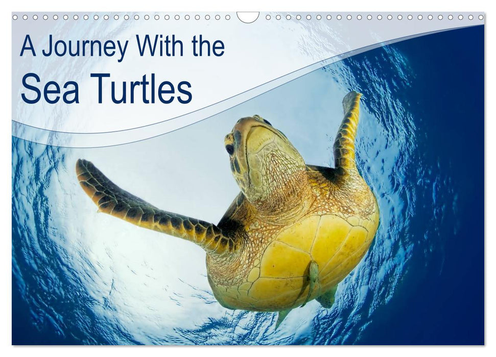 A Journey With the Sea Turtles (CALVENDO Monthly Calendar 2025)