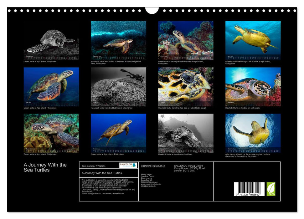 A Journey With the Sea Turtles (CALVENDO Monthly Calendar 2025)