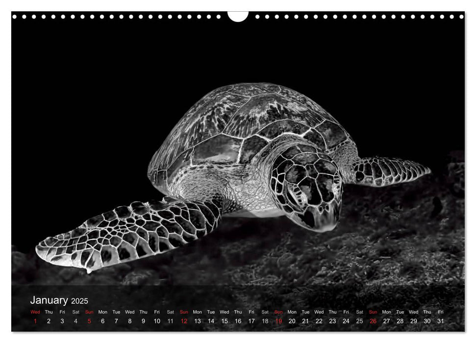 A Journey With the Sea Turtles (CALVENDO Monthly Calendar 2025)