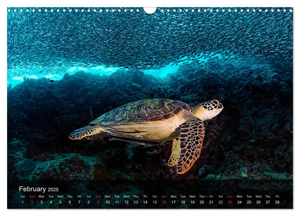 A Journey With the Sea Turtles (CALVENDO Monthly Calendar 2025)