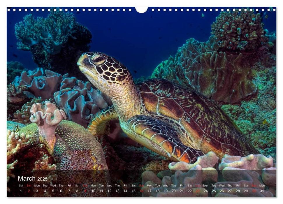 A Journey With the Sea Turtles (CALVENDO Monthly Calendar 2025)