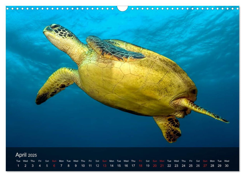 A Journey With the Sea Turtles (CALVENDO Monthly Calendar 2025)