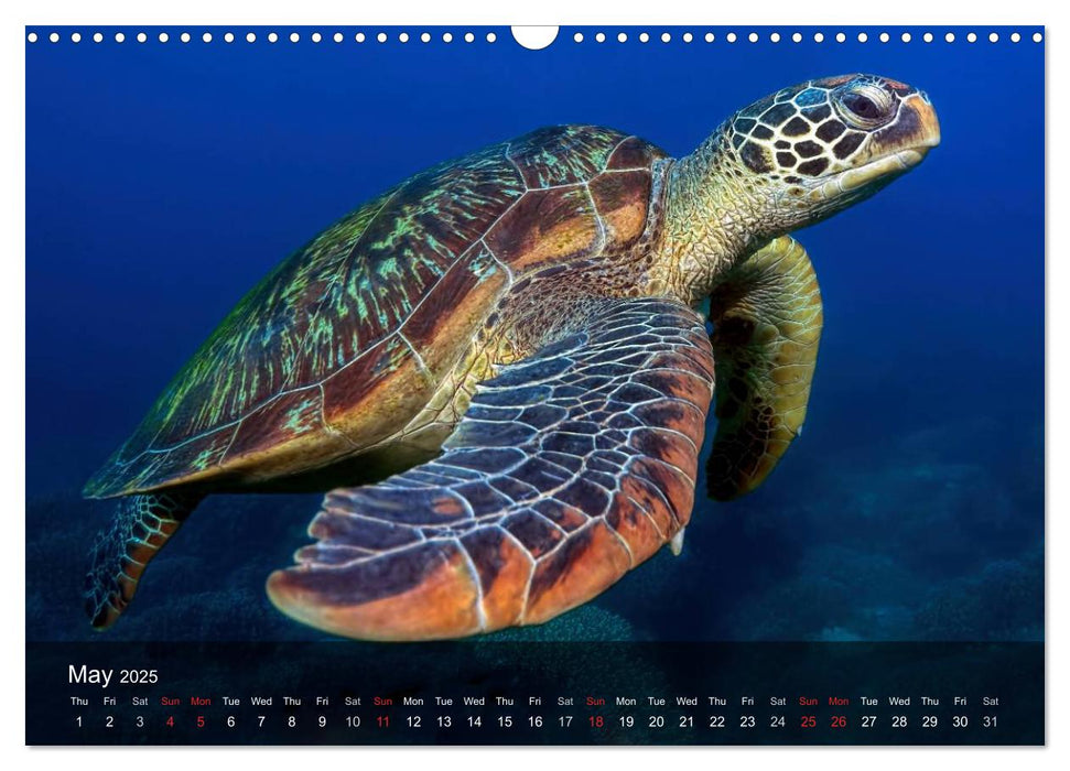 A Journey With the Sea Turtles (CALVENDO Monthly Calendar 2025)