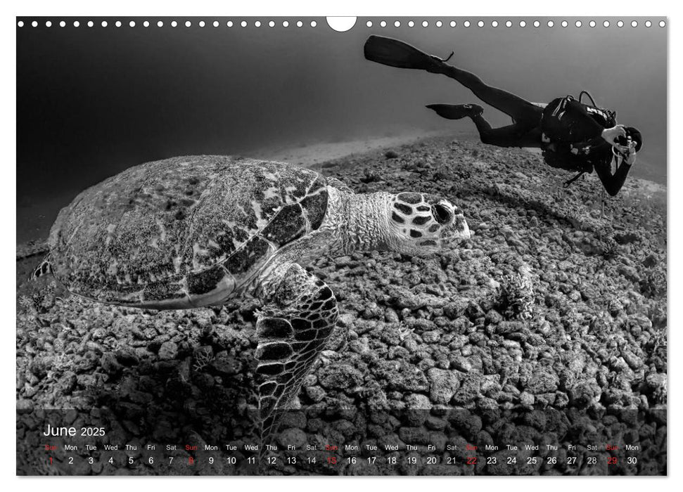 A Journey With the Sea Turtles (CALVENDO Monthly Calendar 2025)