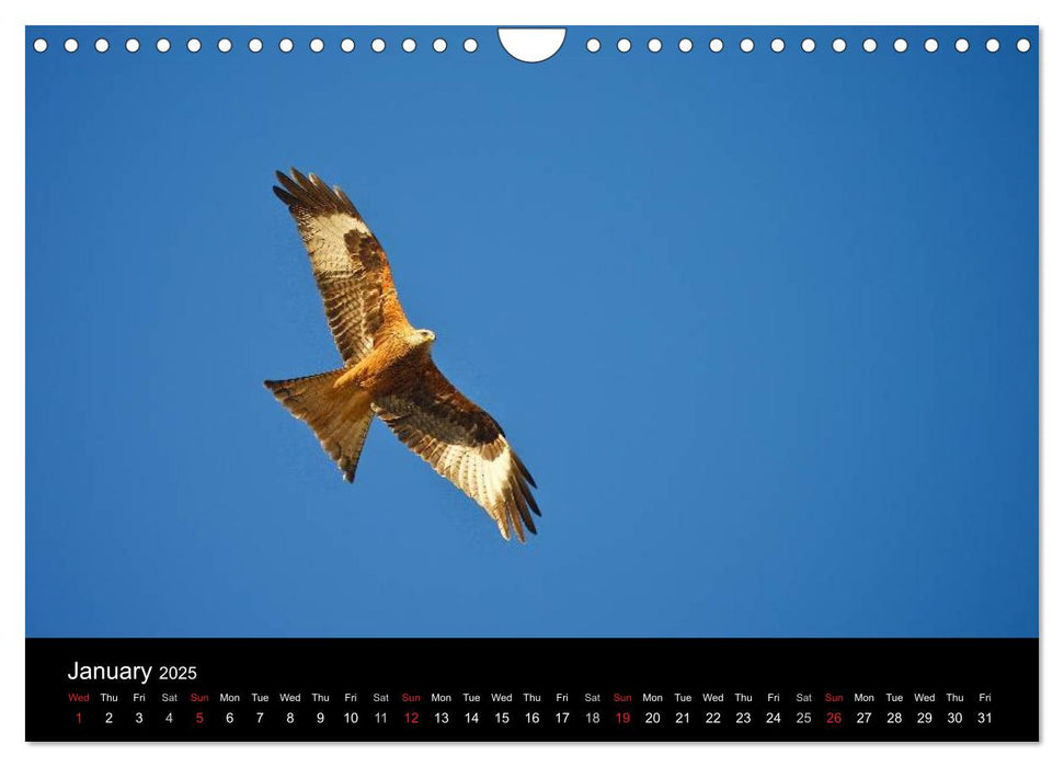 EUROPEAN BIRDS of PREY (CALVENDO Monthly Calendar 2025)