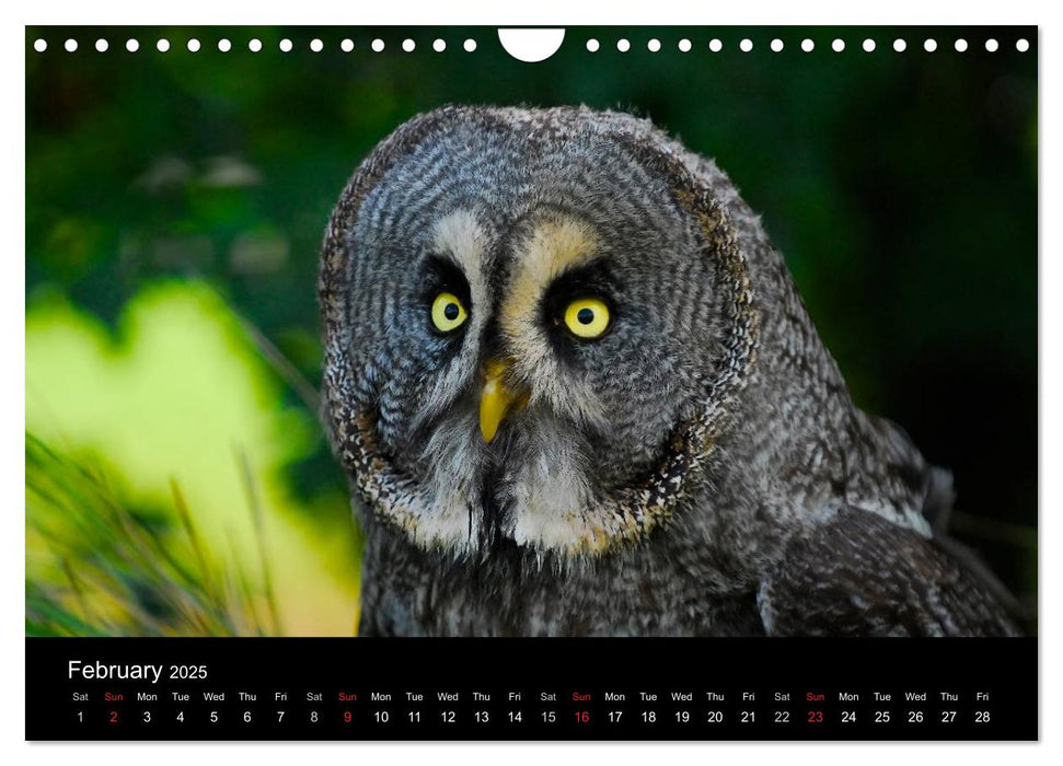 EUROPEAN BIRDS of PREY (CALVENDO Monthly Calendar 2025)