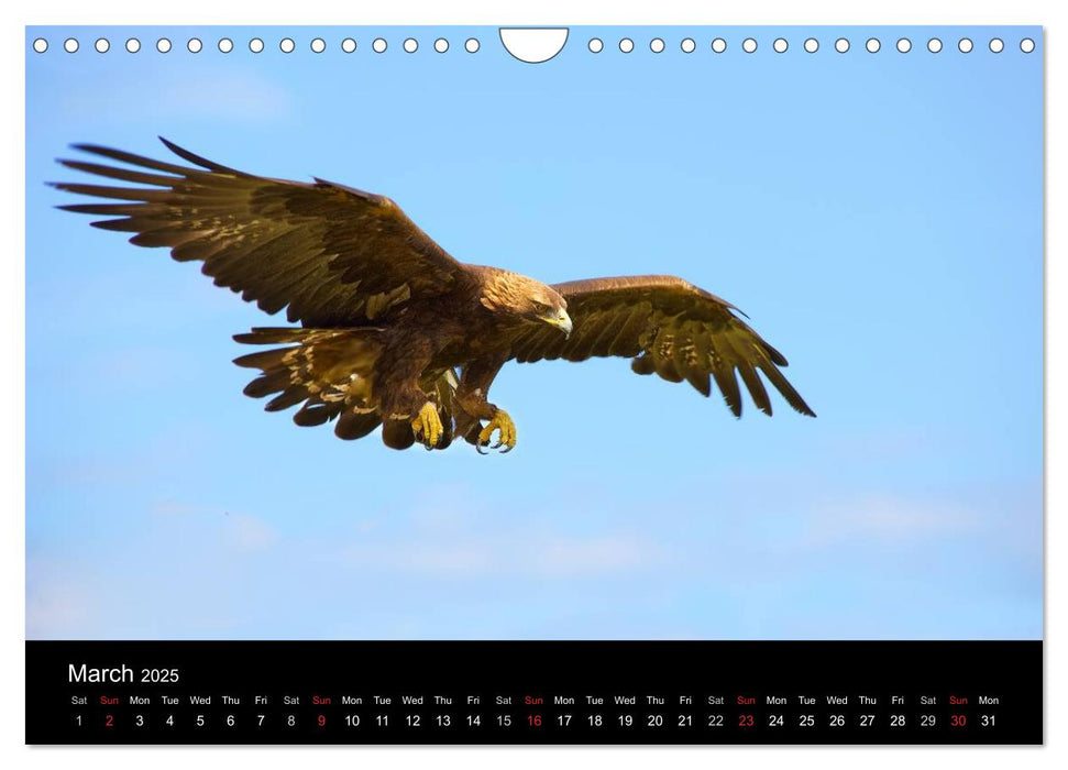 EUROPEAN BIRDS of PREY (CALVENDO Monthly Calendar 2025)