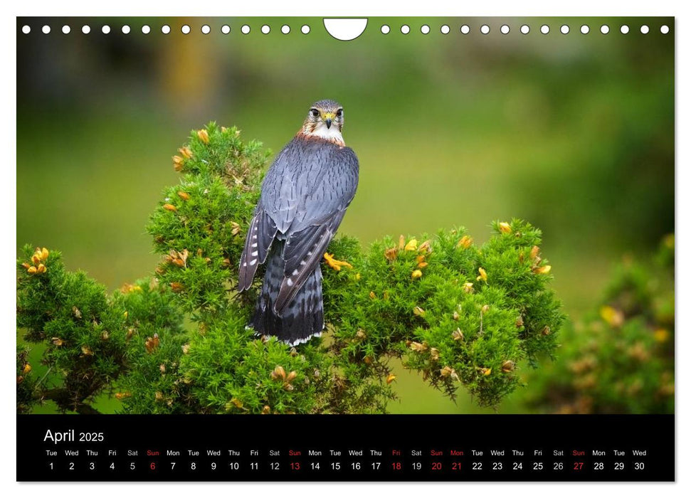 EUROPEAN BIRDS of PREY (CALVENDO Monthly Calendar 2025)