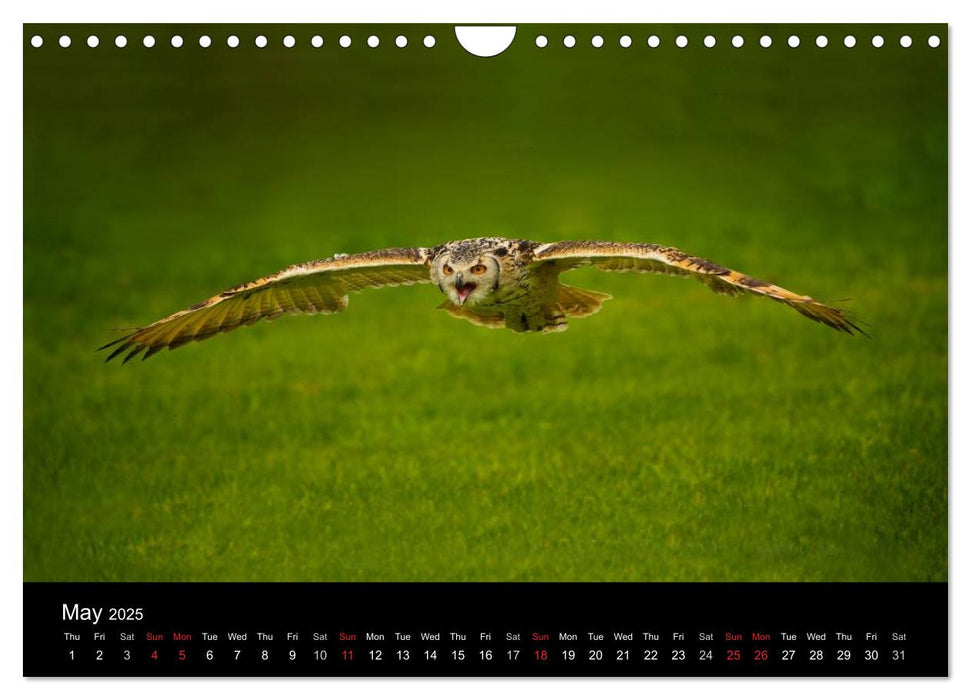 EUROPEAN BIRDS of PREY (CALVENDO Monthly Calendar 2025)