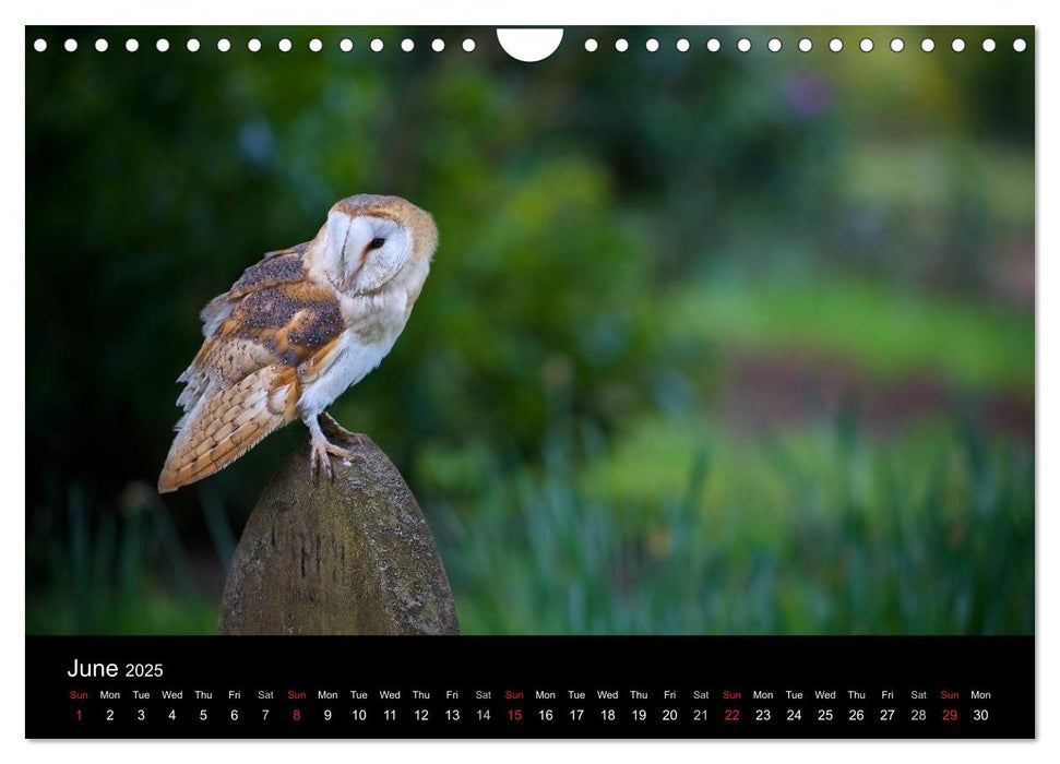 EUROPEAN BIRDS of PREY (CALVENDO Monthly Calendar 2025)