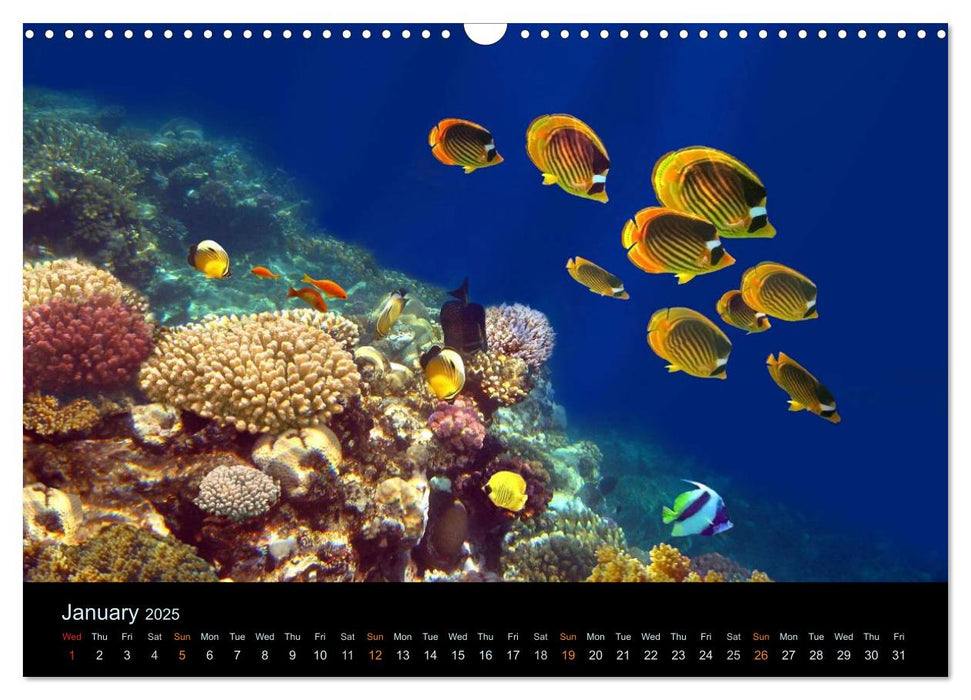 Water Dreams-journey through the sea (CALVENDO Monthly Calendar 2025)