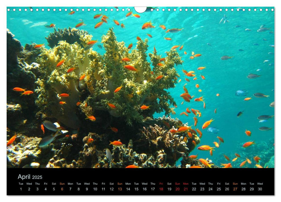 Water Dreams-journey through the sea (CALVENDO Monthly Calendar 2025)