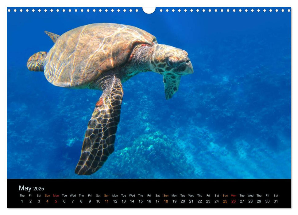 Water Dreams-journey through the sea (CALVENDO Monthly Calendar 2025)