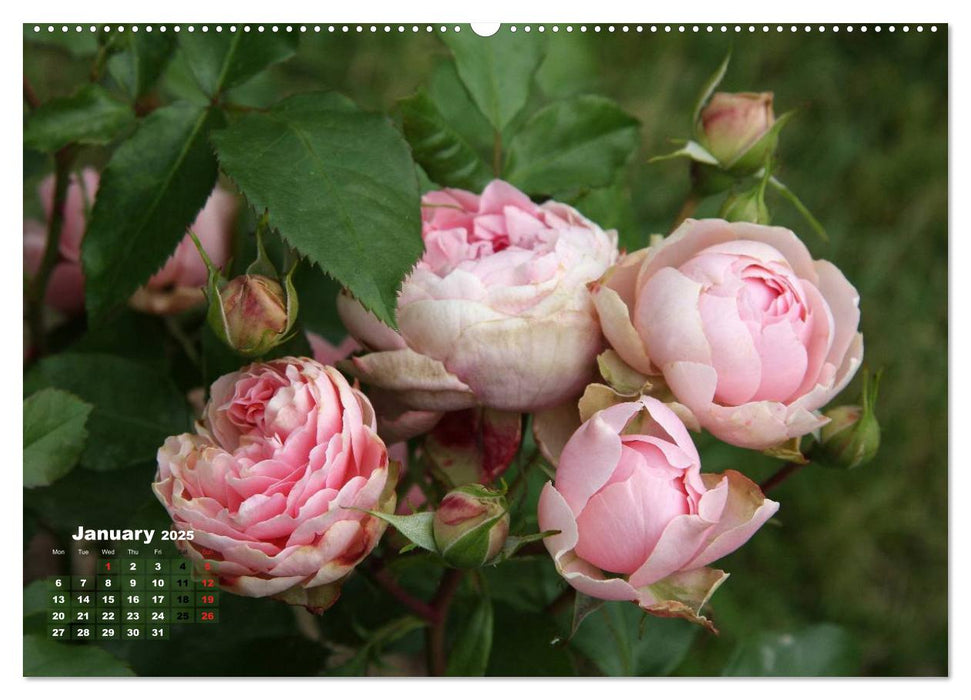 Proud Roses (CALVENDO Premium-Calendar 2025)