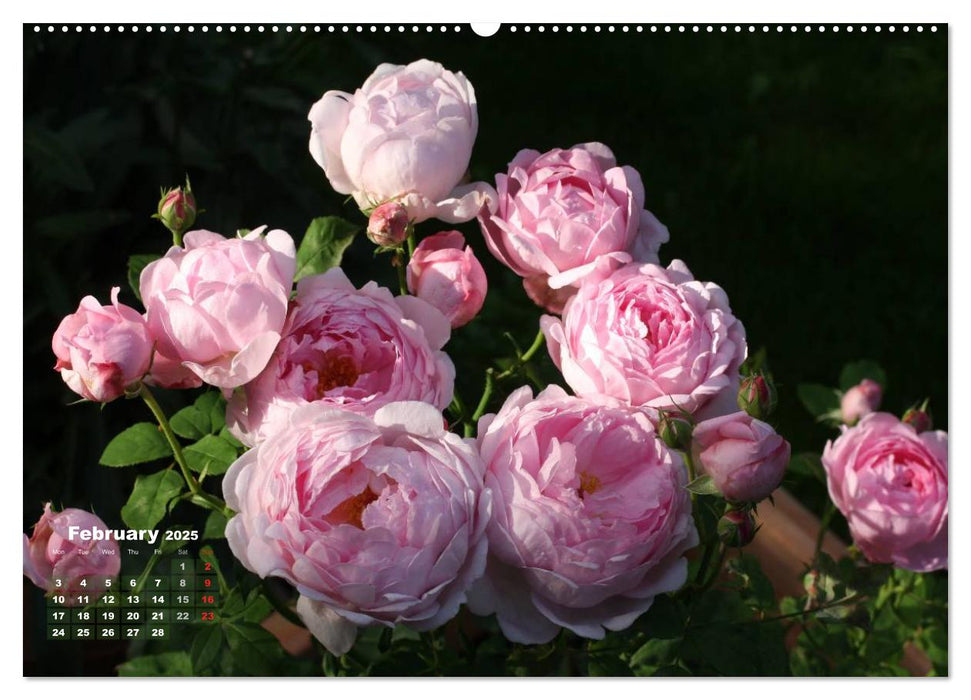 Proud Roses (CALVENDO Premium-Calendar 2025)