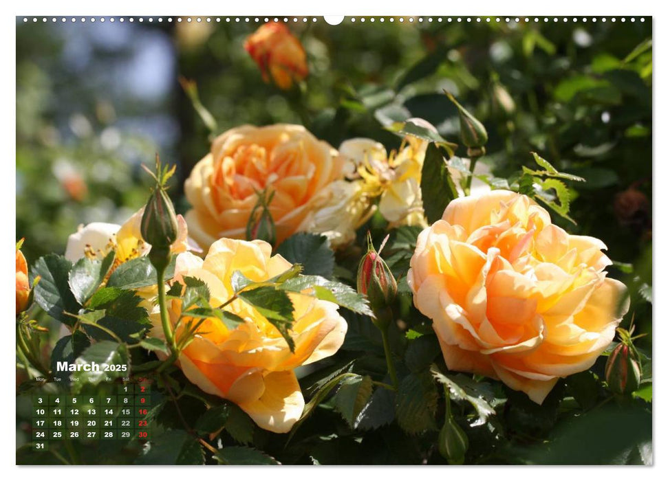 Proud Roses (CALVENDO Premium-Calendar 2025)