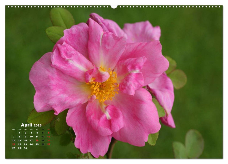 Proud Roses (CALVENDO Premium-Calendar 2025)