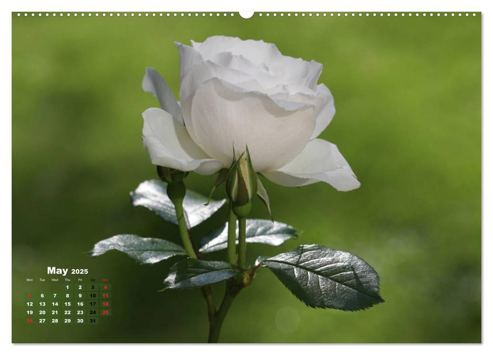 Proud Roses (CALVENDO Premium-Calendar 2025)