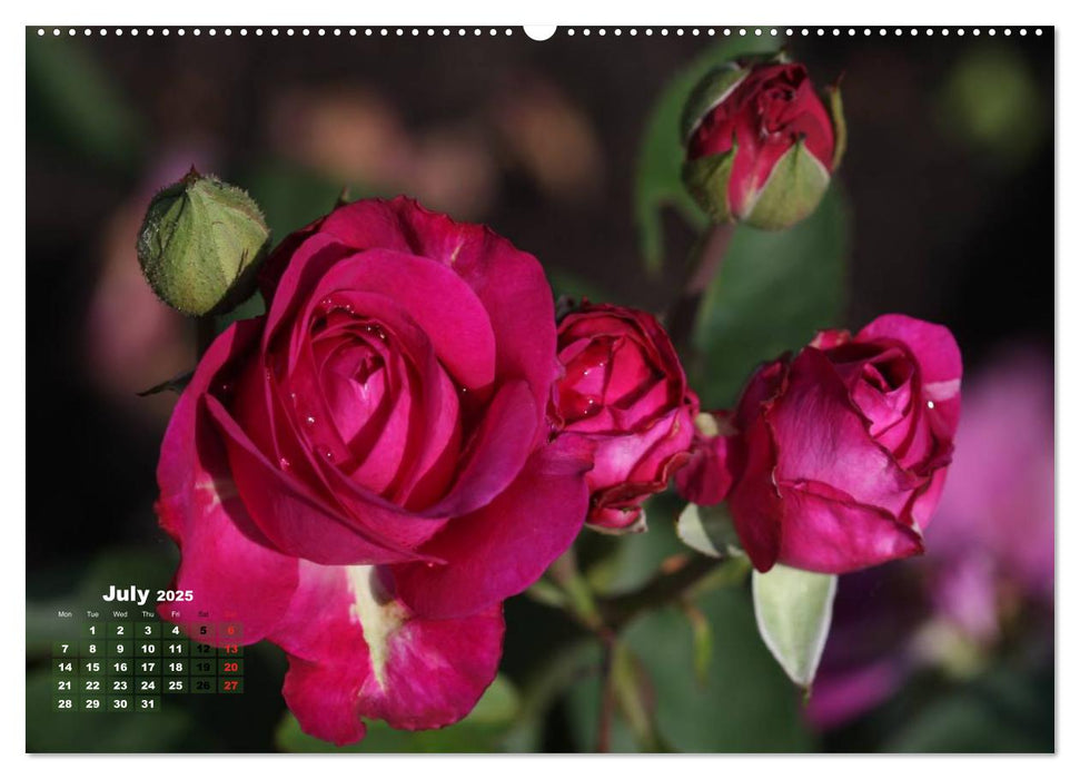 Proud Roses (CALVENDO Premium-Calendar 2025)