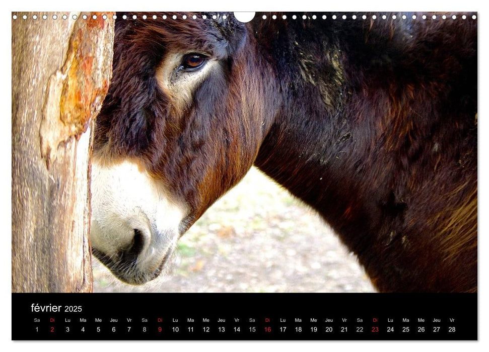 DANSE AVEC LES ÂNES (CALVENDO Calendrier mensuel 2025)