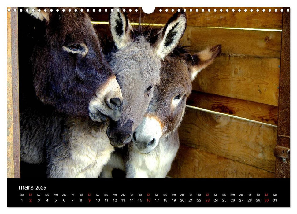 DANSE AVEC LES ÂNES (CALVENDO Calendrier mensuel 2025)