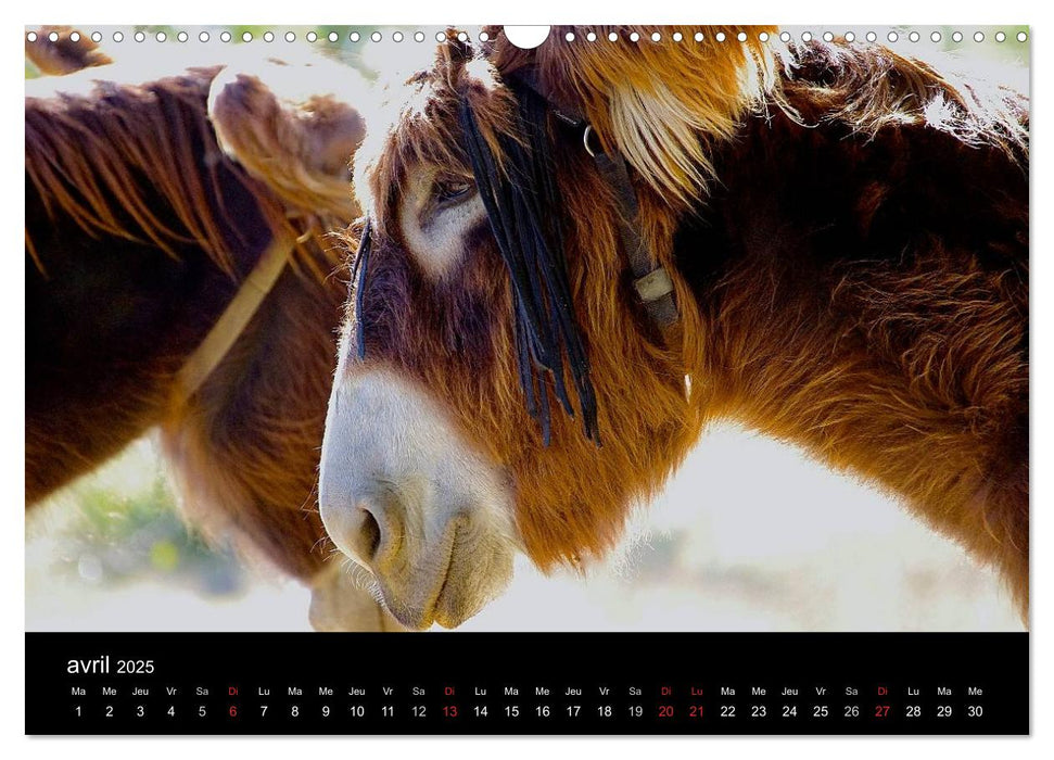 DANSE AVEC LES ÂNES (CALVENDO Calendrier mensuel 2025)