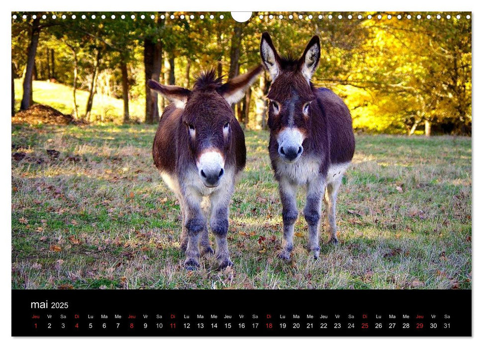 DANSE AVEC LES ÂNES (CALVENDO Calendrier mensuel 2025)