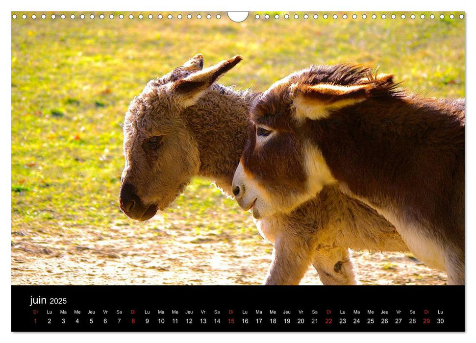 DANSE AVEC LES ÂNES (CALVENDO Calendrier mensuel 2025)