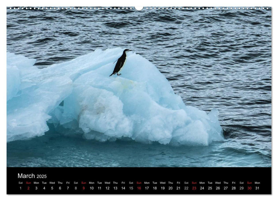 Amazing Antarctica (CALVENDO Premium-Calendar 2025)