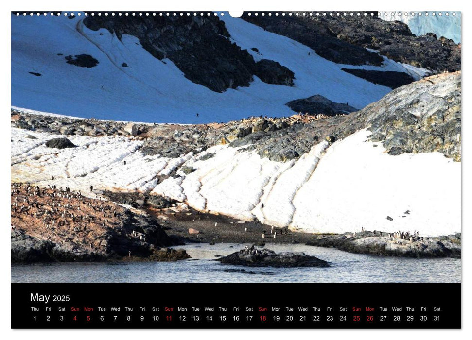 Amazing Antarctica (CALVENDO Premium-Calendar 2025)