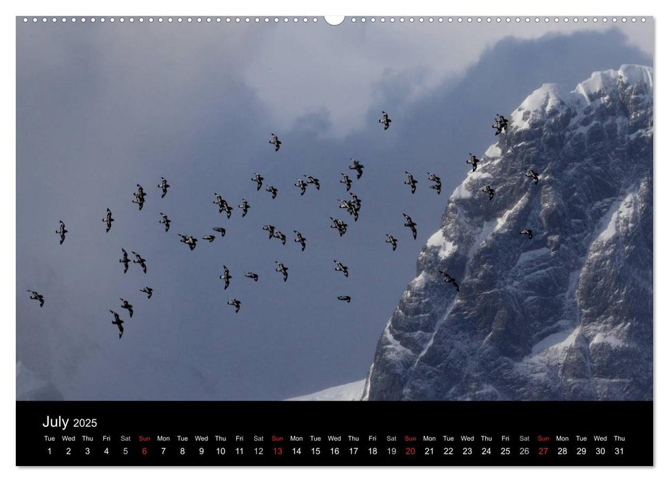 Amazing Antarctica (CALVENDO Premium-Calendar 2025)