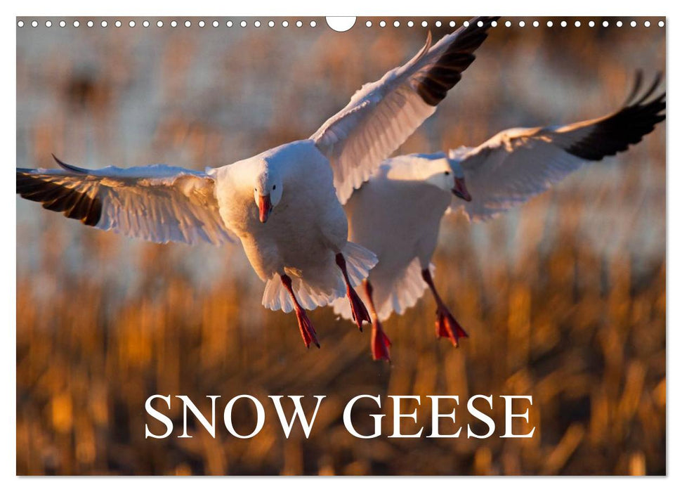 SNOW GEESE (CALVENDO Monthly Calendar 2025)