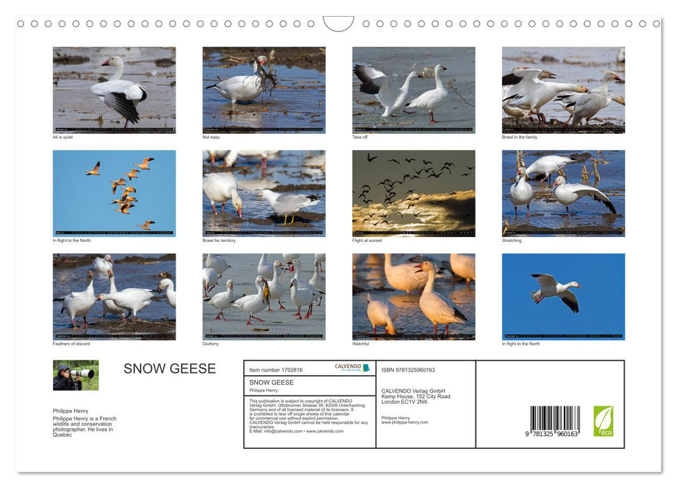 SNOW GEESE (CALVENDO Monthly Calendar 2025)