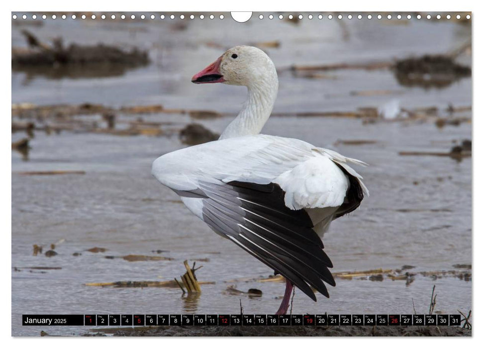 SNOW GEESE (CALVENDO Monthly Calendar 2025)