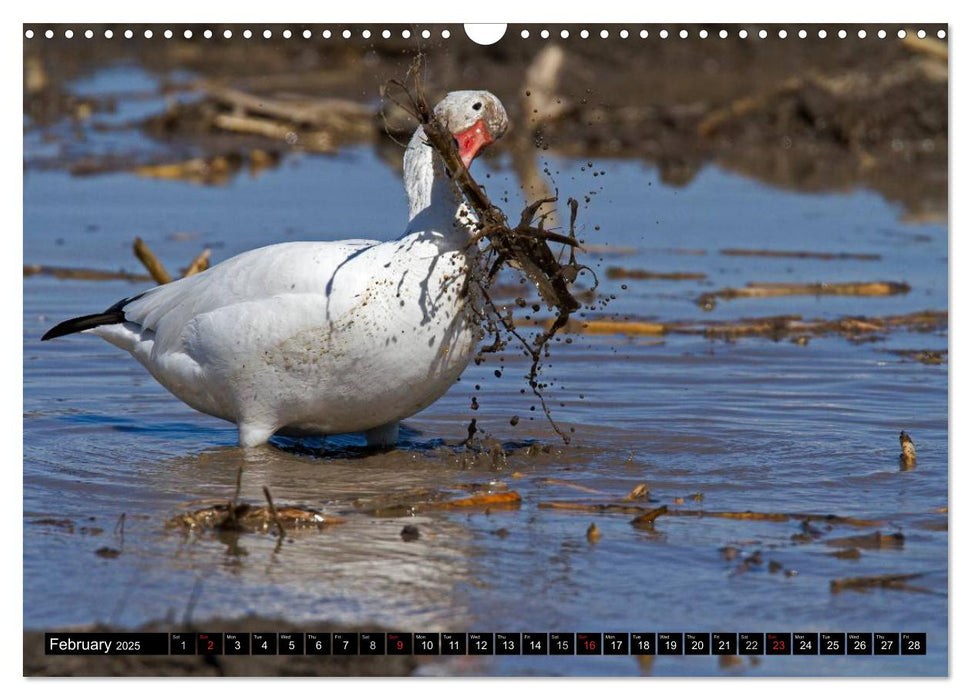 SNOW GEESE (CALVENDO Monthly Calendar 2025)