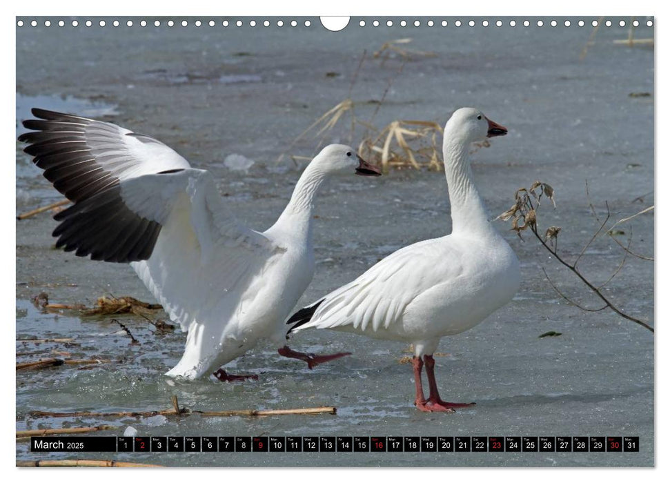 SNOW GEESE (CALVENDO Monthly Calendar 2025)