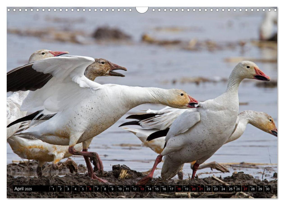 SNOW GEESE (CALVENDO Monthly Calendar 2025)