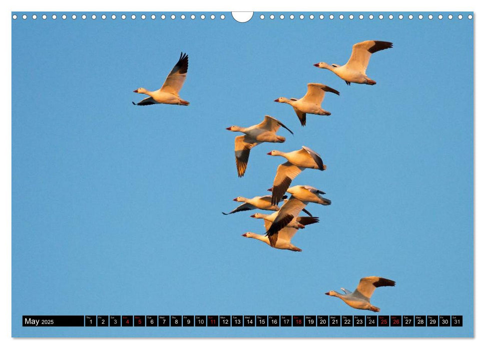 SNOW GEESE (CALVENDO Monthly Calendar 2025)