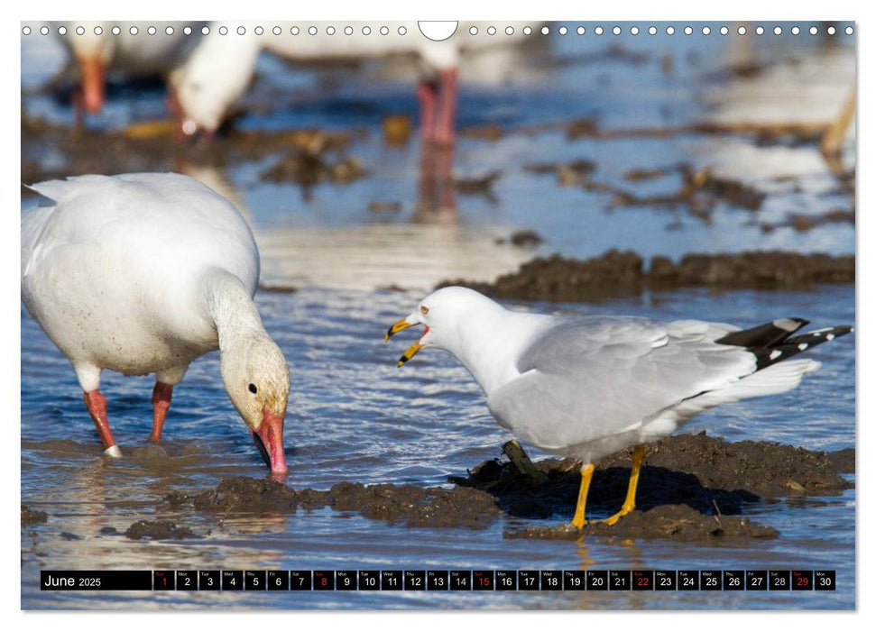 SNOW GEESE (CALVENDO Monthly Calendar 2025)