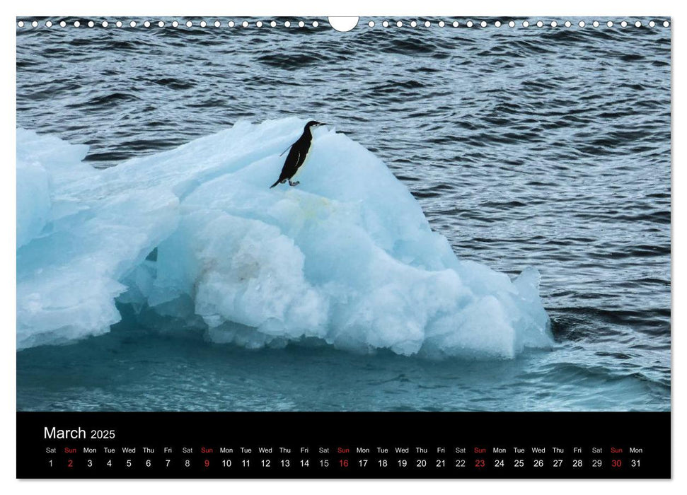 Amazing Antarctica (CALVENDO Monthly Calendar 2025)