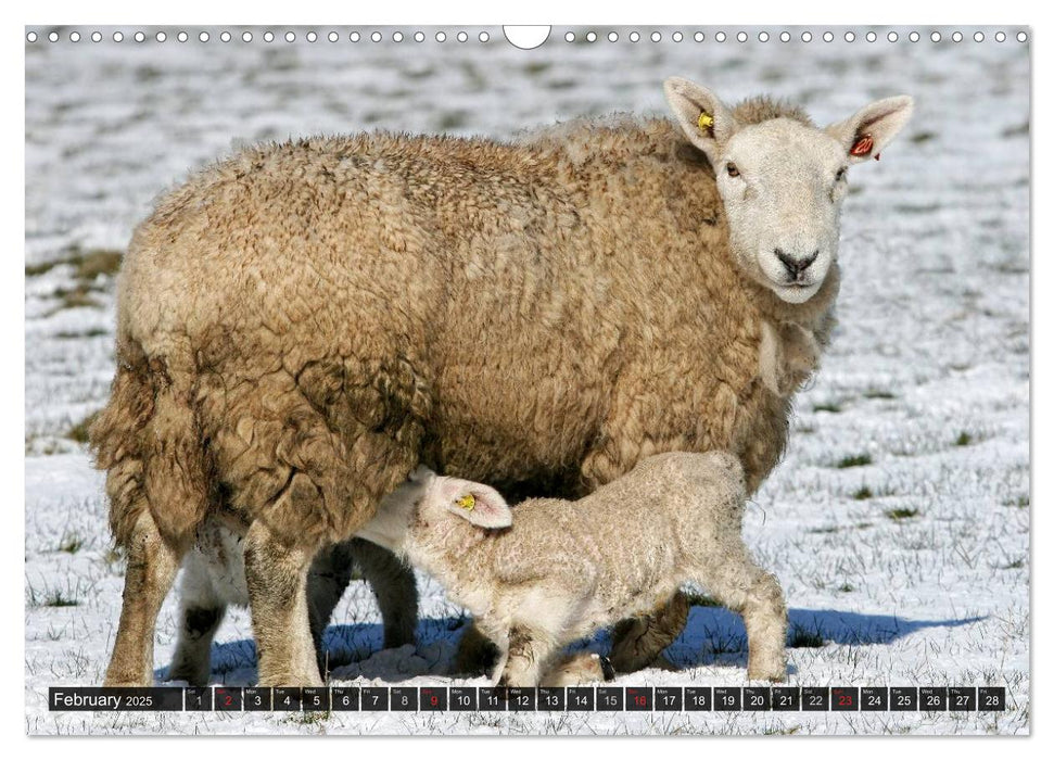 Sheep Portraits (CALVENDO Monthly Calendar 2025)