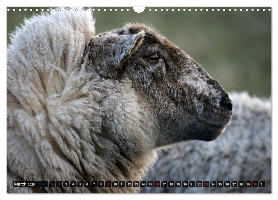 Sheep Portraits (CALVENDO Monthly Calendar 2025)