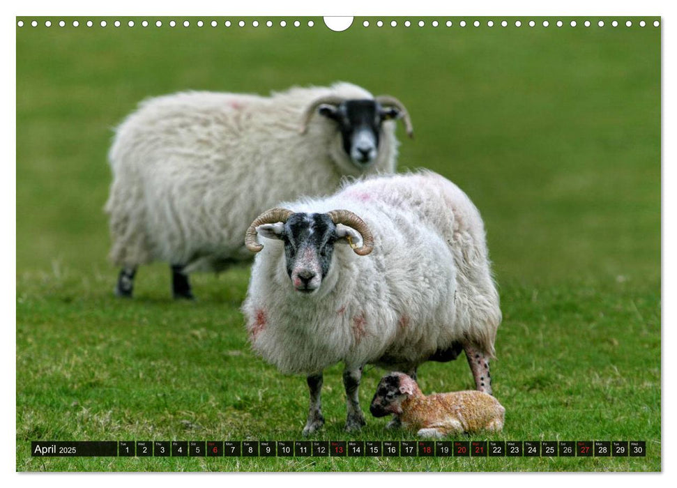 Sheep Portraits (CALVENDO Monthly Calendar 2025)