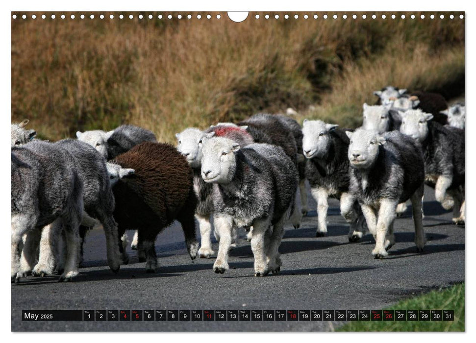 Sheep Portraits (CALVENDO Monthly Calendar 2025)