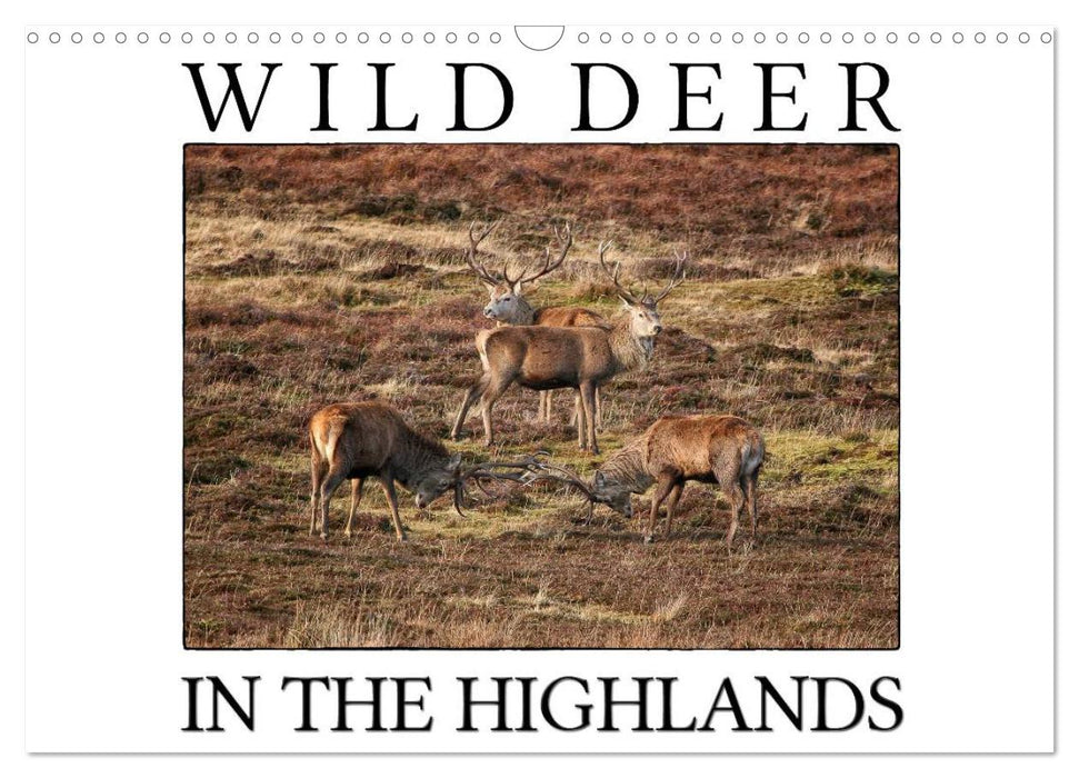 Wild Deer In The Highlands (CALVENDO Monthly Calendar 2025)