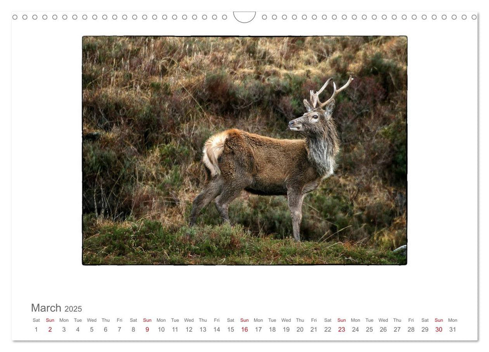 Wild Deer In The Highlands (CALVENDO Monthly Calendar 2025)