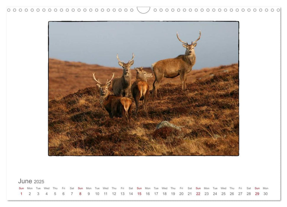 Wild Deer In The Highlands (CALVENDO Monthly Calendar 2025)