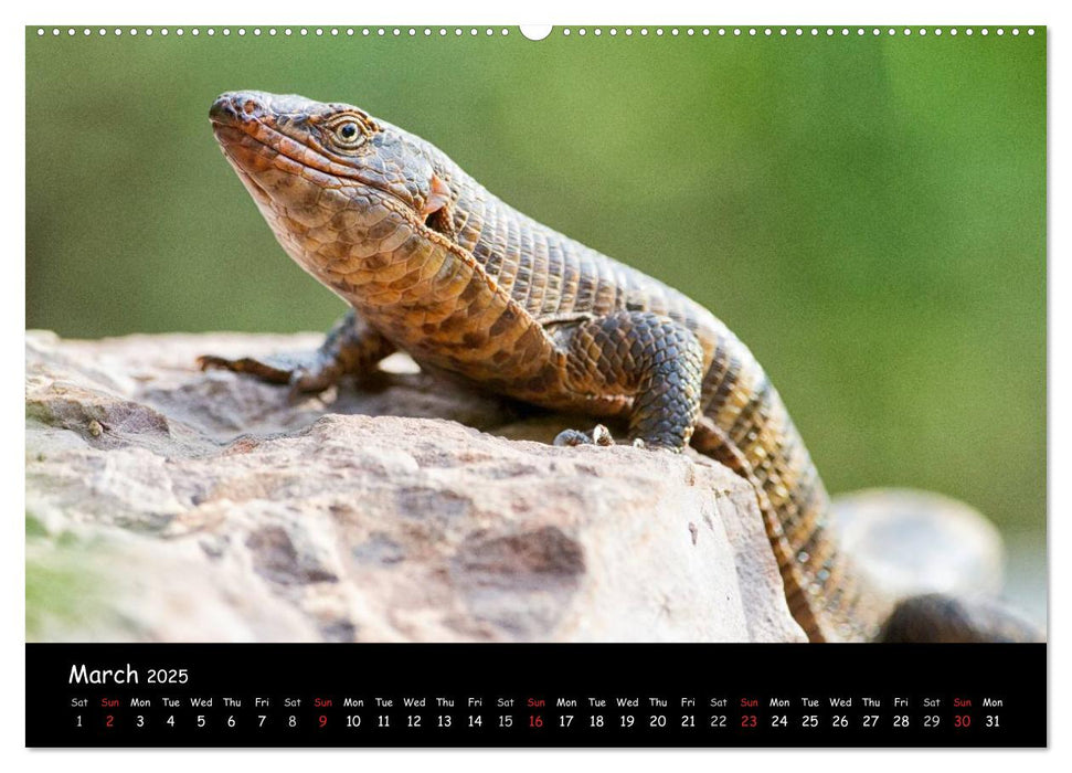 Wildlife Habitat Kruger National Park (CALVENDO Premium-Calendar 2025)