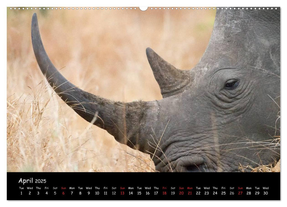 Wildlife Habitat Kruger National Park (CALVENDO Premium-Calendar 2025)